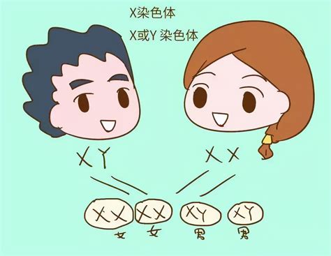 生男生女基因|到底是谁决定了生男生女？